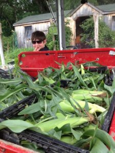 Plant Corn Early to Evade GMO Contamination Image
